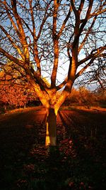 Bare trees on landscape during autumn