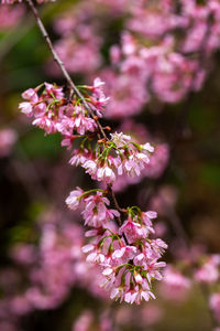 Close-up of pink cherry blossoms in spring