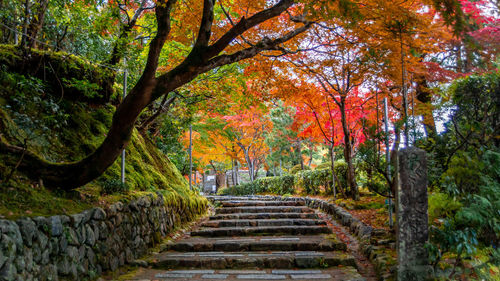 Footpath amidst trees in forest during autumn