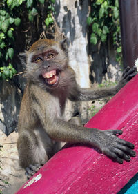 Portrait of monkey sitting on tree