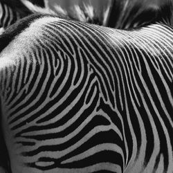 Close-up of a zebra