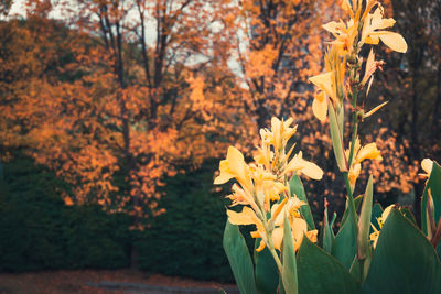 Close-up of yellow flowers blooming on field