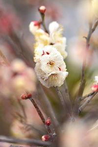 Close-up of cherry blossom