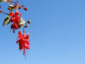 Low angle view of red rose against blue sky
