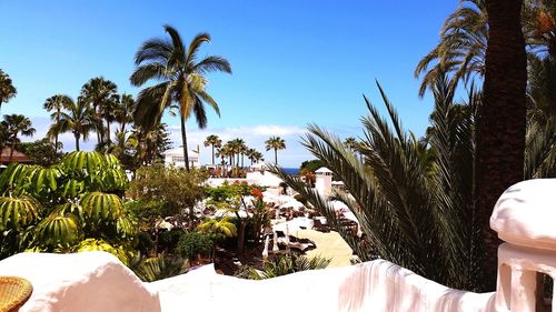 Palm trees against clear sky