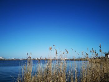 Birds flying over lake against clear blue sky