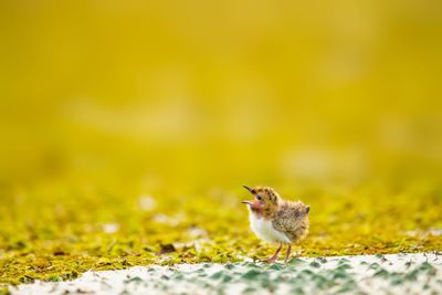 Close-up of a bird on land