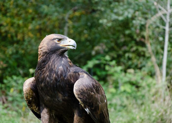 Close-up of eagle perching outdoors