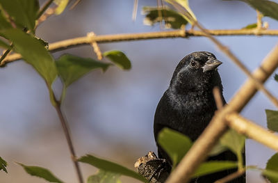 Close-up of bird perching on branch