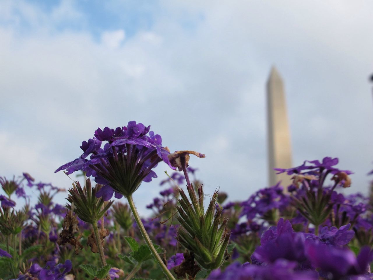 flower, fragility, freshness, growth, petal, beauty in nature, purple, flower head, close-up, nature, focus on foreground, plant, blooming, in bloom, stem, sky, blossom, botany, single flower, low angle view