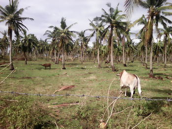 Horses on palm trees against sky