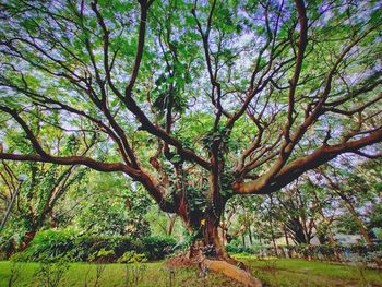 Low angle view of trees in forest