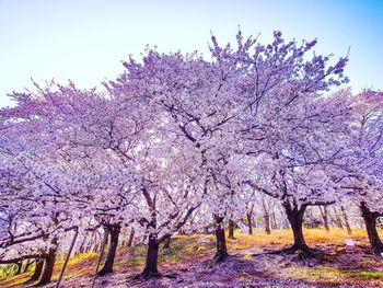 Cherry blossoms in spring against sky