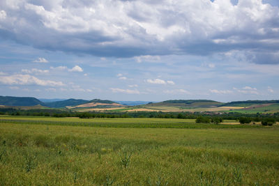 Scenic view of field against sky