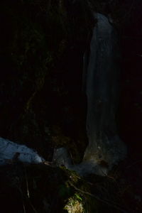 Close-up of tree trunk in forest