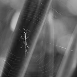 Close-up of spider on web