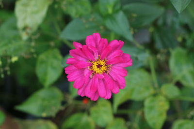 Close-up of pink flower