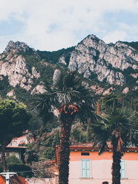 Low angle view of palm trees and buildings against sky