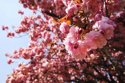 Low angle view of cherry blossoms against sky