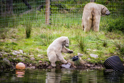 Sheep eating in water