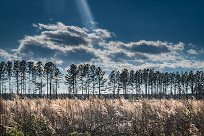 Trees on field against sky