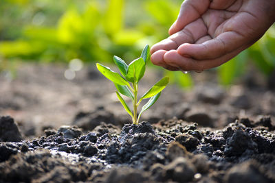 Close-up of hand holding plant growing on field