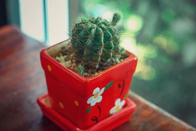 Close-up of succulent plant in pot