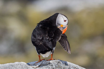 Close-up of puffin perching on rock