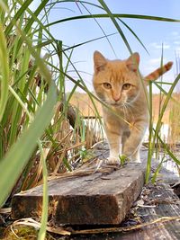 Portrait of cat sitting by plants