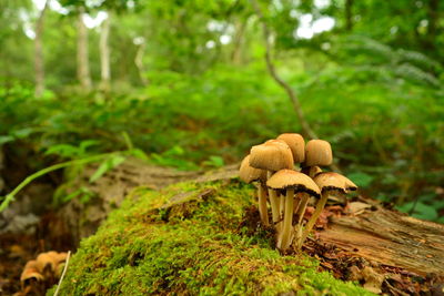 Close-up of mushroom growing on field