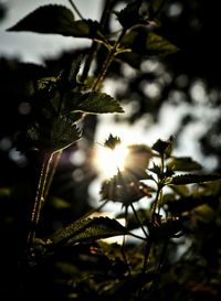 Close-up of plant against blurred background