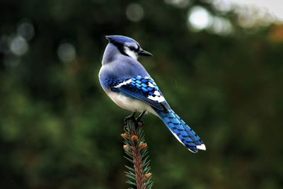 Close-up of a bird