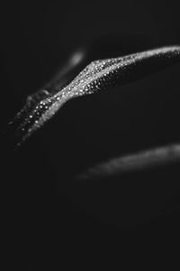 Macro shot of plant at night