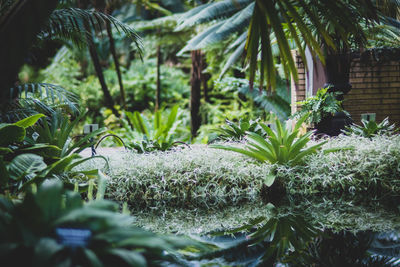 Close-up of fresh green plants in garden