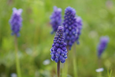 Close-up of purple flowering plant