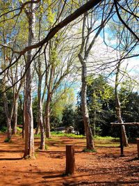 Trees growing on landscape