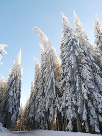 Low angle view of pine trees against sky during winter