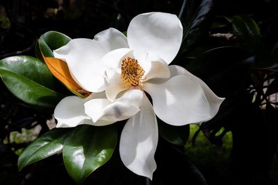 Close-up of white flowering plant