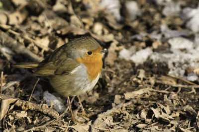 Close-up of a bird perching on a field