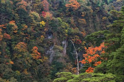 Trees in forest