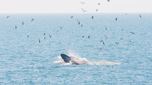 View of birds swimming in sea