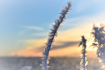 Close-up of frozen plants against sky during sunset or sunrise 