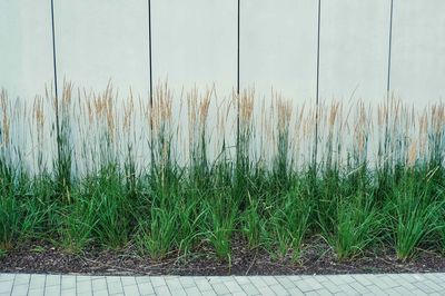 Crops growing on field against sky