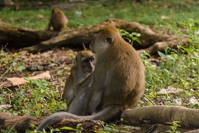 Monkey sitting on field