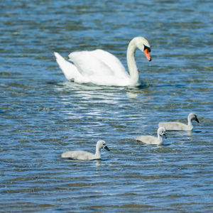 Swan family