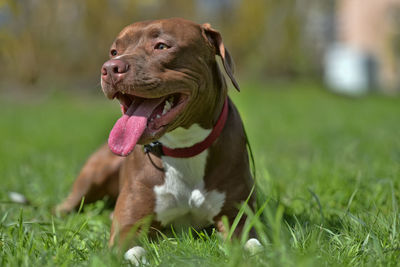 Close-up of a dog on field