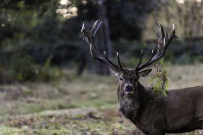 Stag looking at camera