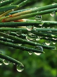 Close-up of water drops on leaf