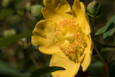 Close-up of yellow flower