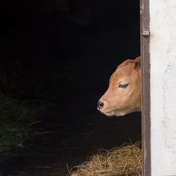 View of horse in stable